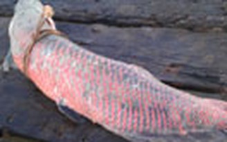 Bắt được cá rồng nặng gần 50kg trên sông Hậu